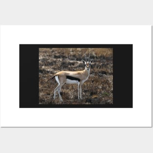 Thomson's Gazelles, Serengeti, Tanzania. Posters and Art